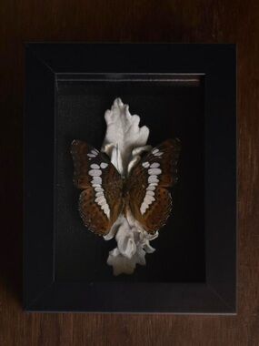 Framed butterfly specimen